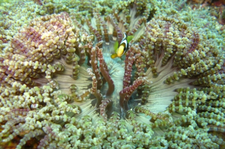 coral with fish